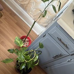 Plants 