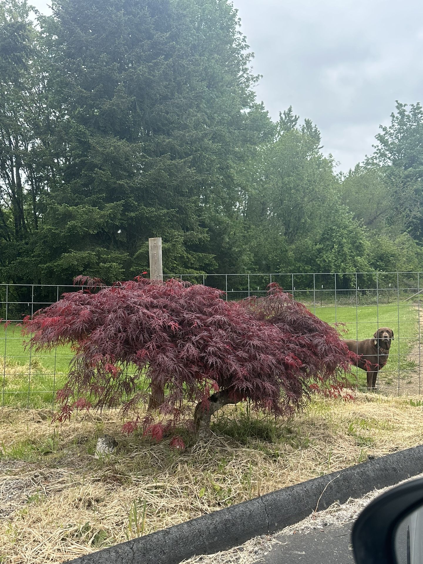 Beautiful Maple U Dig