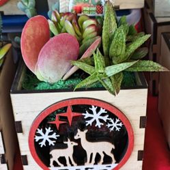 Cute Xmas Wooden Pots With Succulents/Plants 