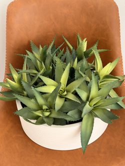 Aloe Round Centerpiece Planter