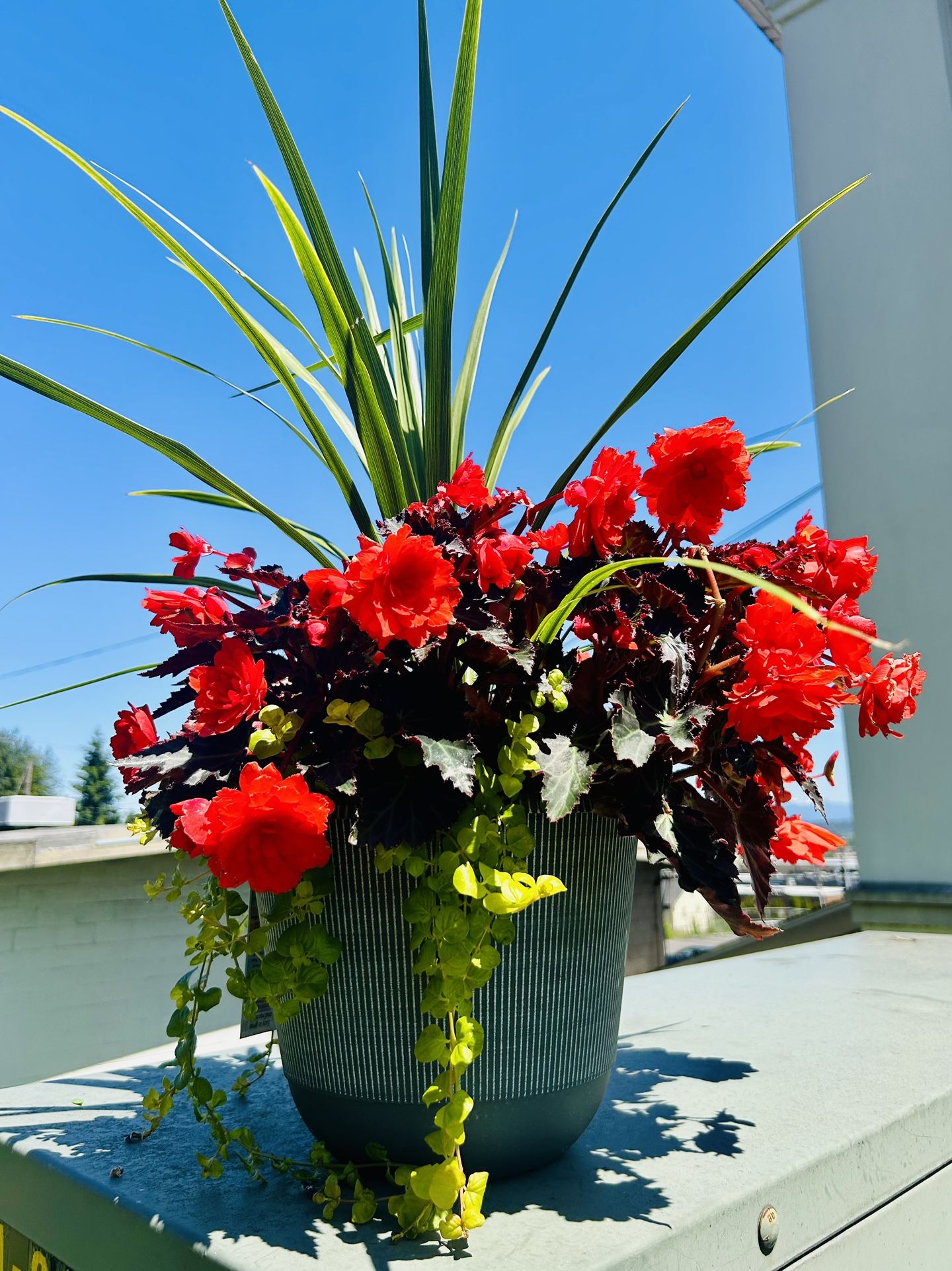 Gorgeous Potted Plants And Hanging Baskets!!!