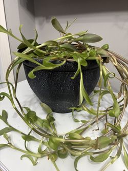 Trailing Heart Plant