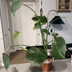 House Plants - Monstera 