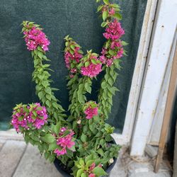 Bougainvillea Plant, In 5 Gallóns Pot Pick Up Only