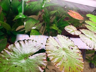 Red tiger lotus plant