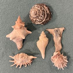 Seashell Collection — Set of 5 Beautiful Shells Great for Collection or Decor