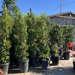 Ficus trees 🎄 $25-$65