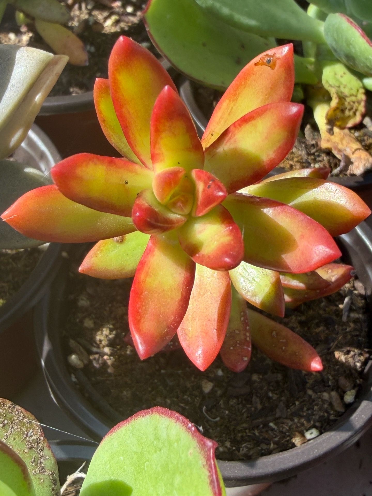 Succulents plants ๐ชด