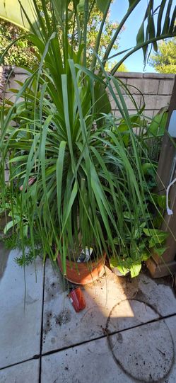 Large Ponytail Palm (Beaucarnea recurvata)