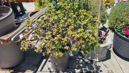 Jade plant