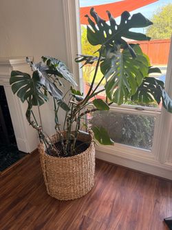 Large Monstera Deliciosa Plant in Woven Basket