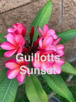 1 gallon Plumerias - see colors available