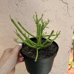 Euphorbia tirucalli Pencil Cactus Plant In A Pot
