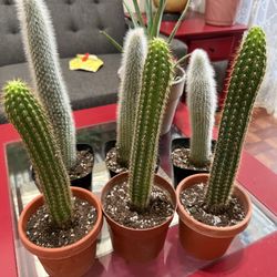 ❤️Silver Torch & Golden Torch CACTUS🌵❤️5” pot $10 Each