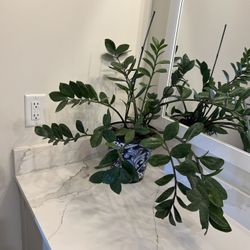 Large And Healthy Zee Zee Plant 