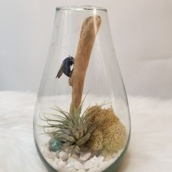  Glass Terrarium