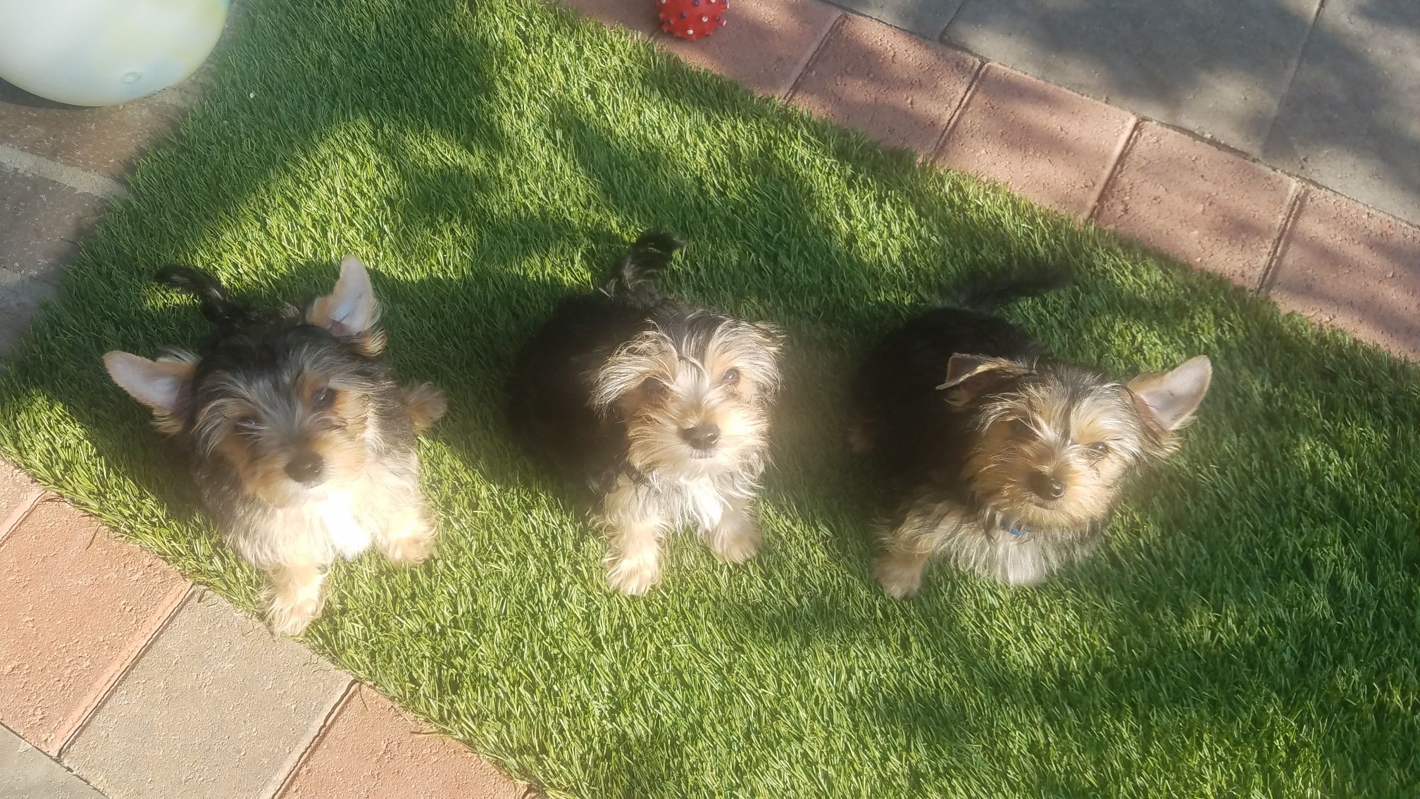 Full yorkies puppies