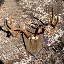 Vintage Mounted 8-Point Whitetail Deer Rack - Rustic Ranch Decor