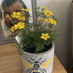 New Ceramic Pot With Flower 