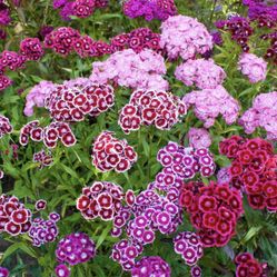 Mixed Colors Beautiful Sweet Williams. Perennial. Attracts butterflies. Returns