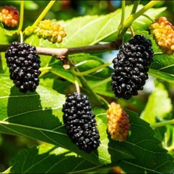 Female Fruiting Mulberry Tree
