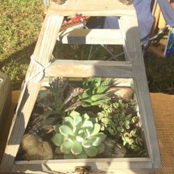 Succulent Terrarium Arrangement