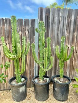 15 Gallon Cactus