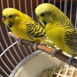 Bird Cage 