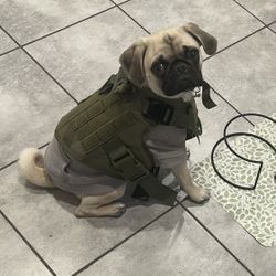 Pet Harness And Leash - heavy Duty - Size small 