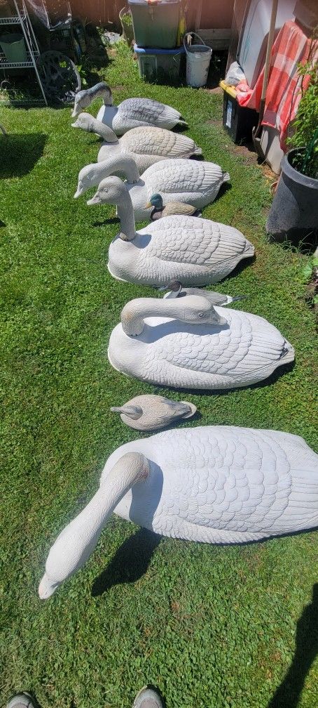 6 X Large Vintage Goos Decoys In Great Shape