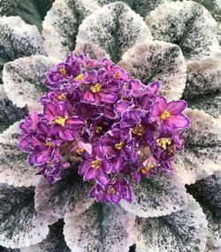 African Violet  starter-Hunters Spontaneous Combustion