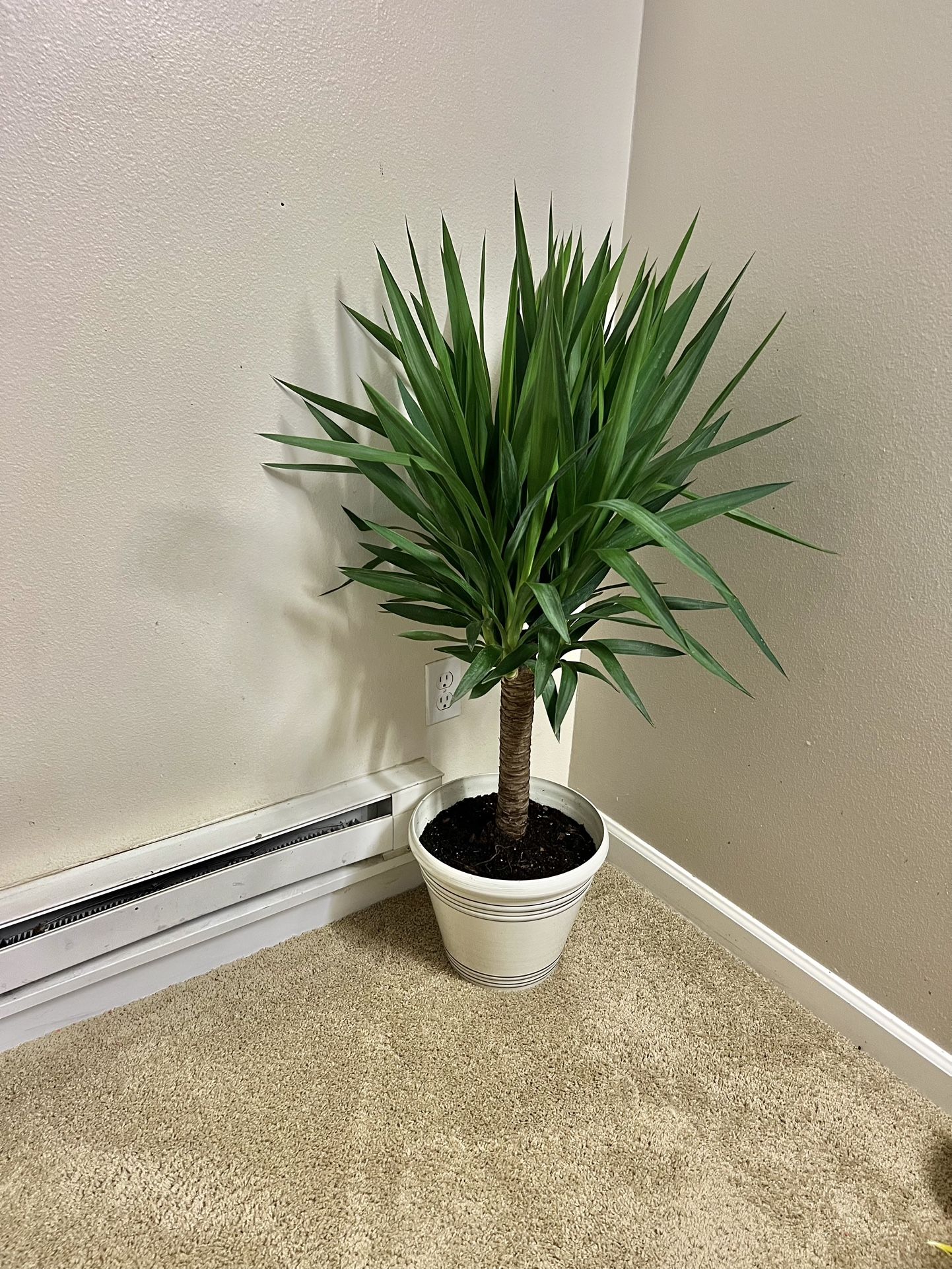 Yucca Plant 