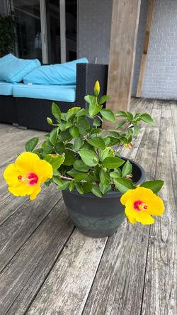 Yellow hibiscus