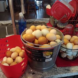Fresh Yard Eggs 2.50 Dozen Pick Up Only Hudson Fl
