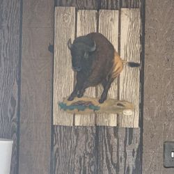 Buffalo Decor