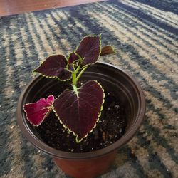 Small coleus plant