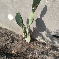 Cactus And Dragon Fruit Need Gone Asap