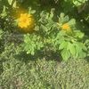 Garden Mom!!!