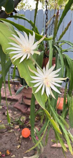 Orquídea,Phiphilum Y Otras Suculentas