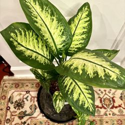 Large Indoor Dieffenbachia Plant About 25”