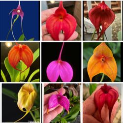 Masdevallias Orchids Plants 