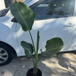 Bird Of Paradise