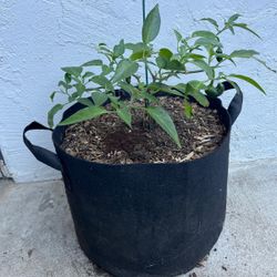 Serrano Hot Chili Pepper Plant in Fabric Grow Bag