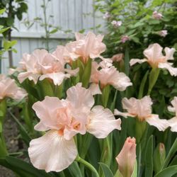 Pink Iris 