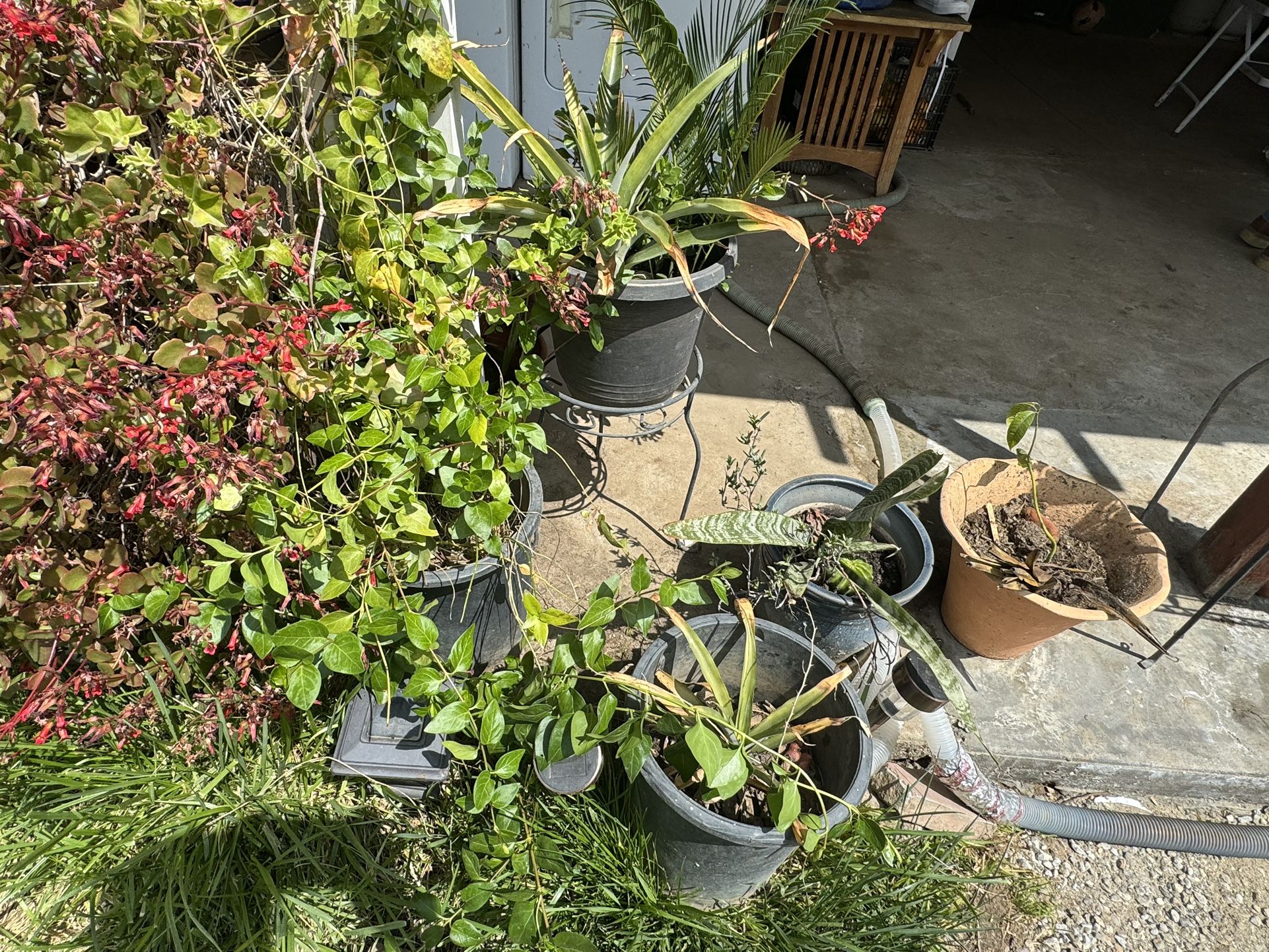 5 Dollars Each Plant! All Plants Are Different 