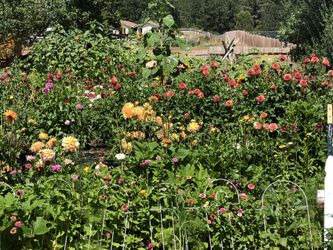 Fresh cut or u cut flowers and Dahlias
