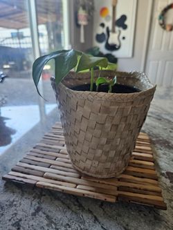 Mini Monstera Houseplant