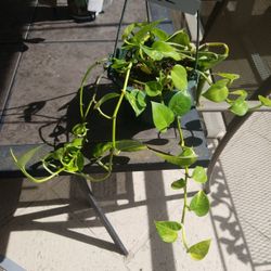 Small 4" hanging pots Photos and purple