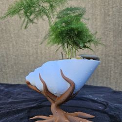 Asparagus Fern ( Asparagus setaceus ) Bonsai Tree, Outdoor and Indoor plant