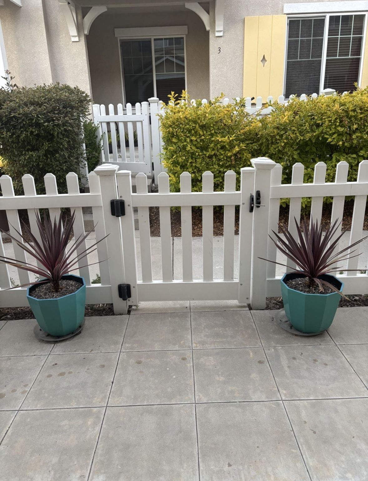 Large Potted Plants